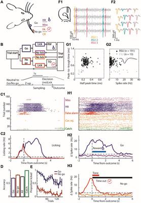 Neural Representation of Motor Output, Context and Behavioral Adaptation in Rat Medial Prefrontal Cortex During Learned Behavior